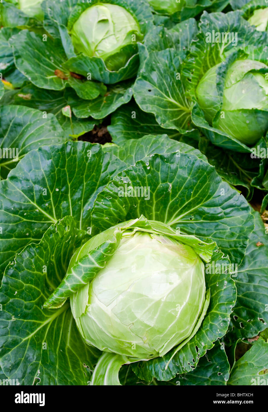 Kohl Pflanzen eine beliebte Sorte der Gattung Brassica Oleracea Capitata Gruppe Linne der Familie Brassicaceae oder Cruciferae Stockfoto