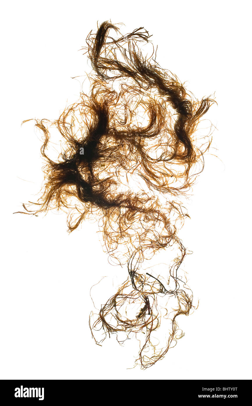 Algen in Wasser suspendiert Stockfoto