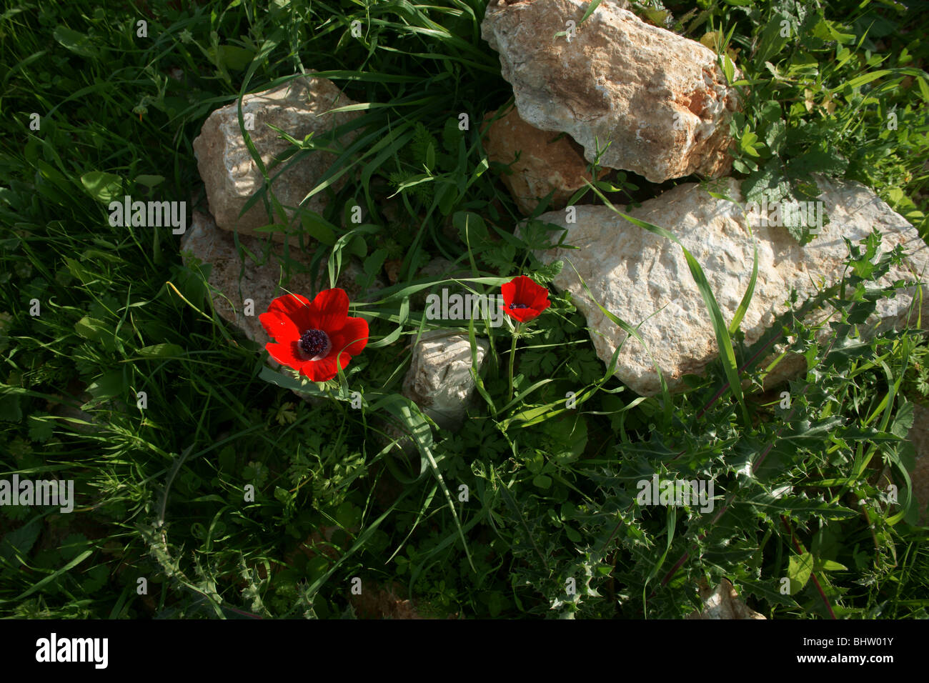 Natur-Aspekt Stockfoto