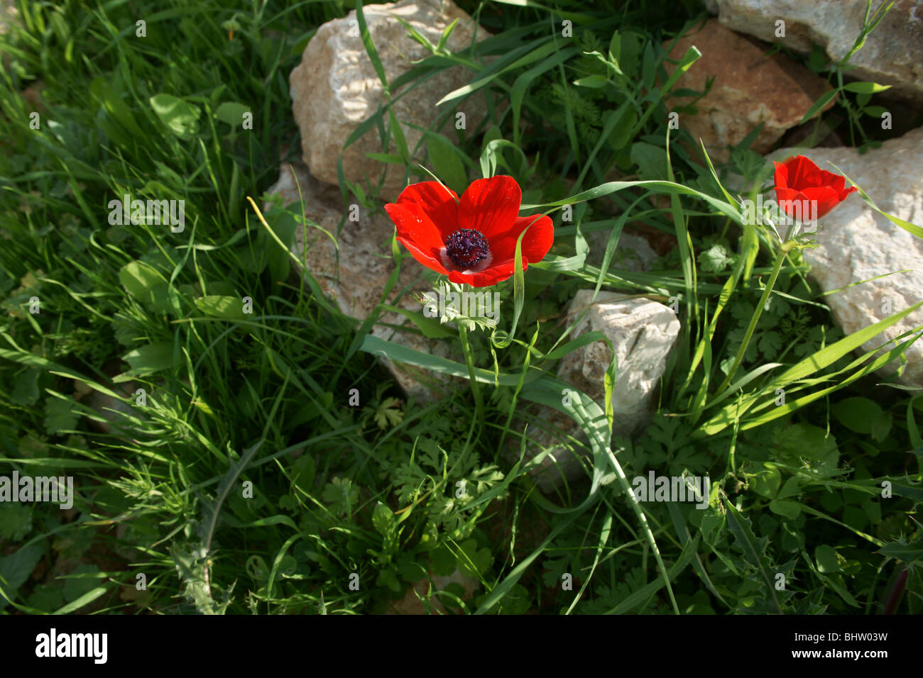 Natur-Aspekt Stockfoto