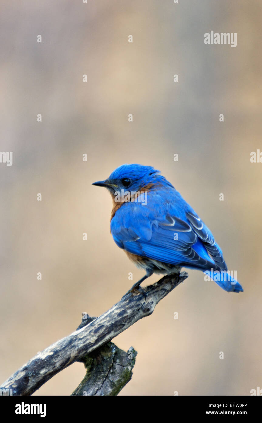 Östlichen Bluebird thront auf Zweig in Indiana Stockfoto
