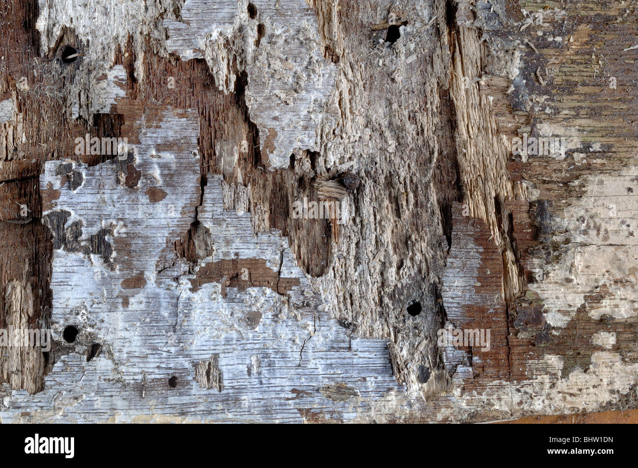 Holz Hintergrund - Johannes Gollop Stockfoto