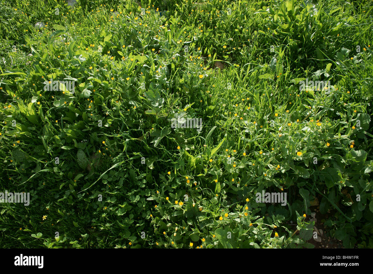 Natur-Aspekt Stockfoto