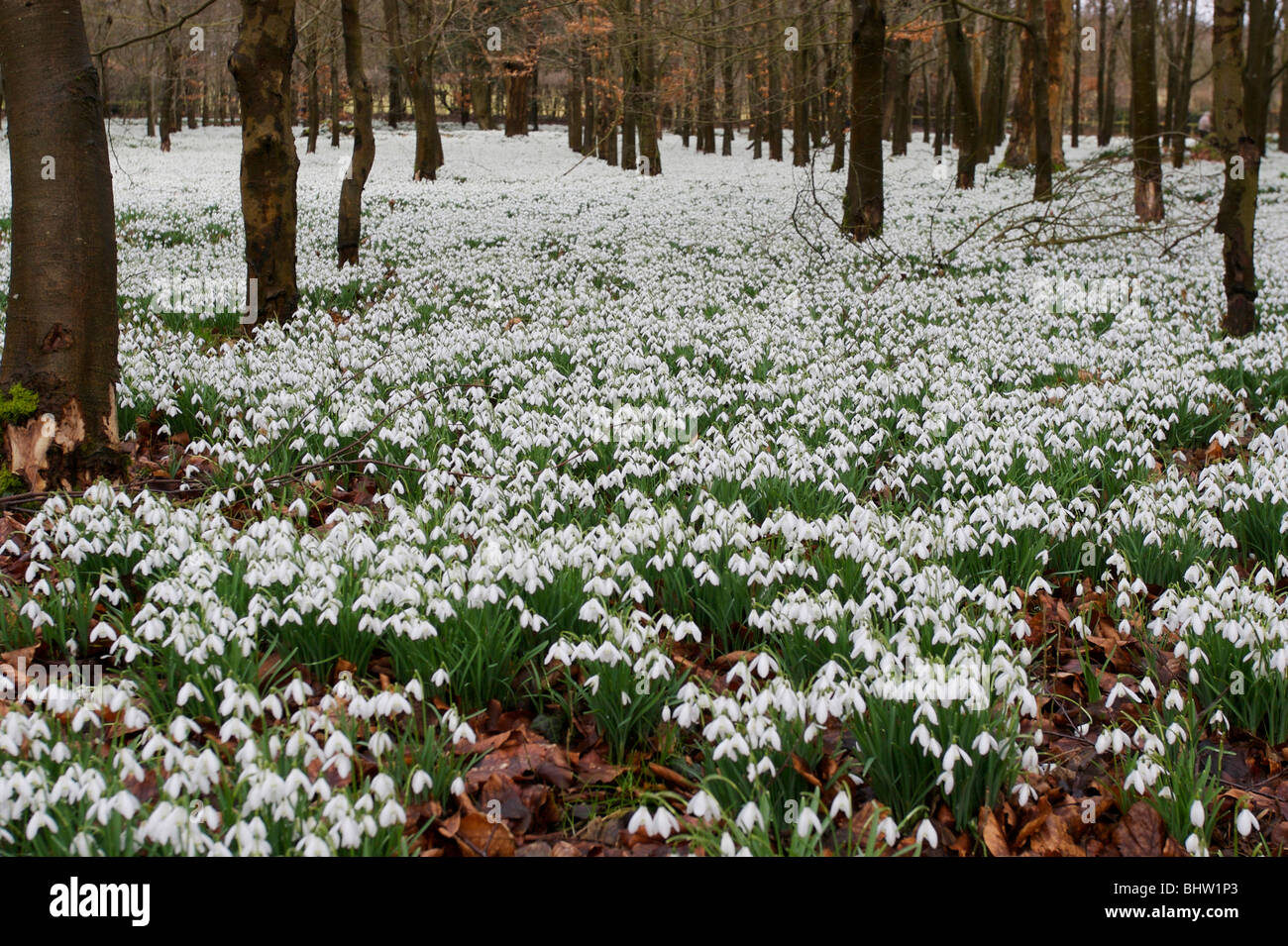 Schneeglöckchen im Wald, Welford england Stockfoto