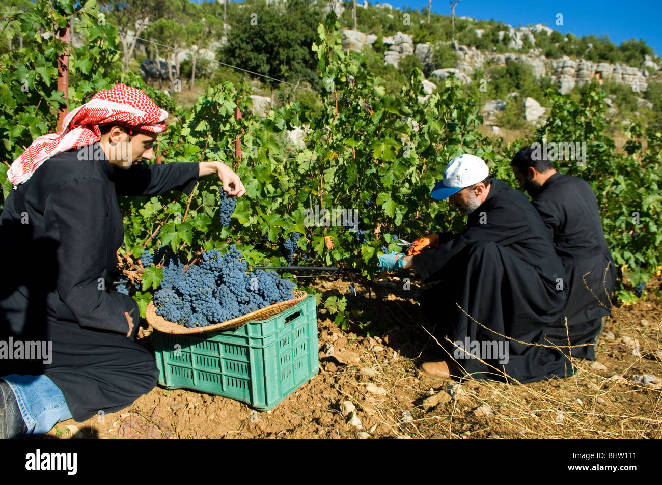 Arabische Bauern arbeiten in einem Weinberg Weingut Libanon Middle East Asia Stockfoto