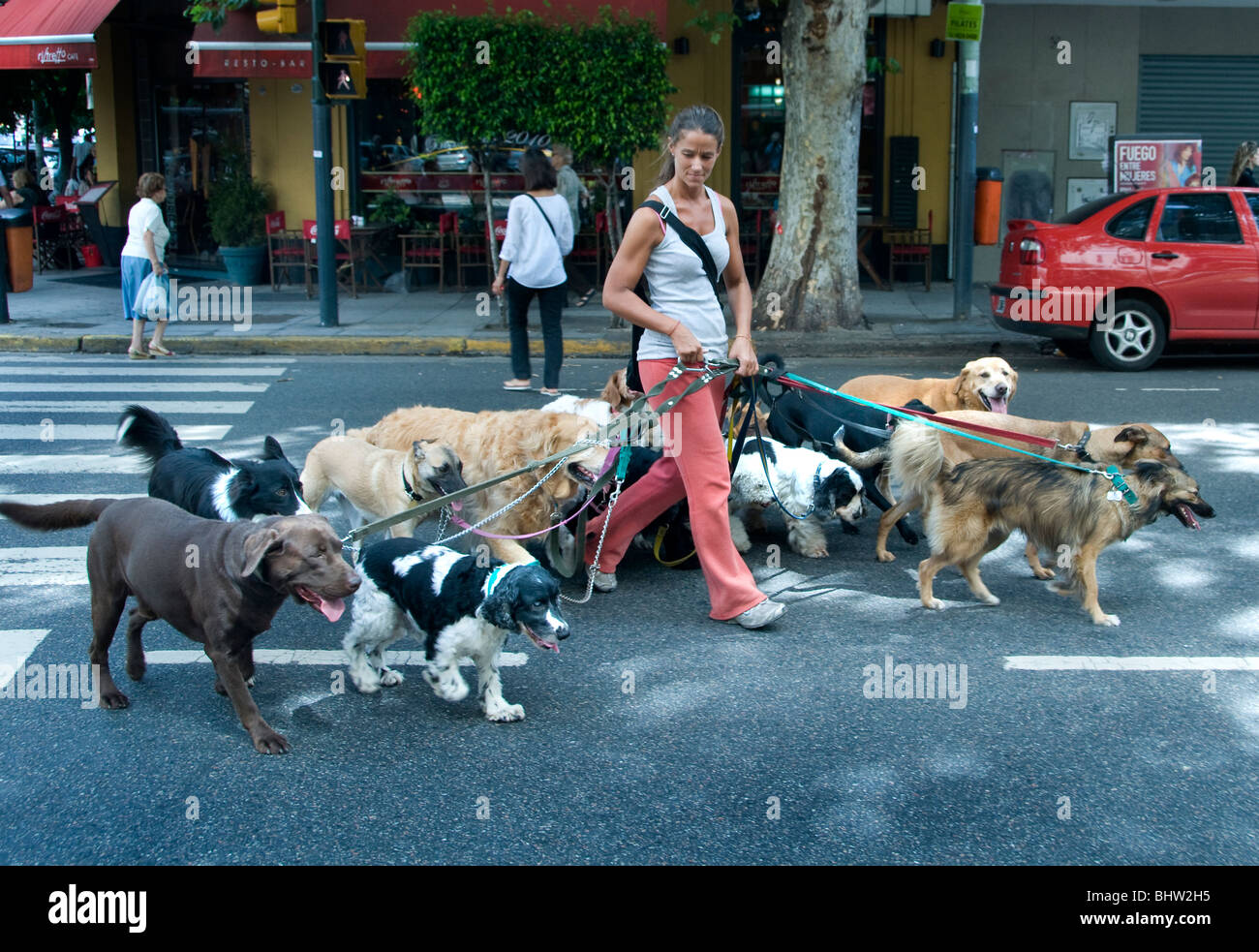 Buenos Aires Argentinien Dog Sitter Professional Walker Hunde Woman Mädchen Stockfoto