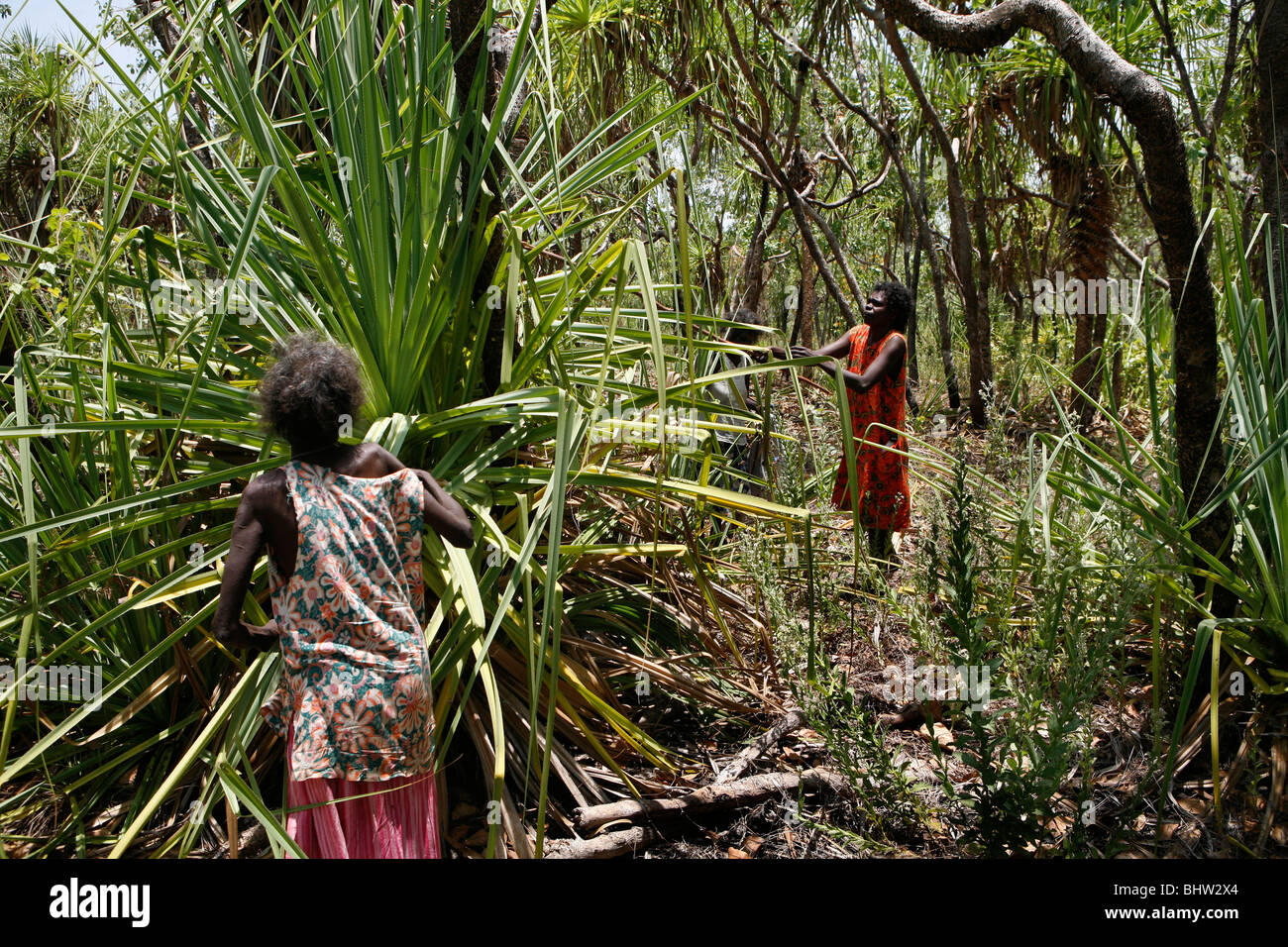 Aborigine-Frauen schneiden im Wild (Arnhem Land, Australien lässt) Stockfoto