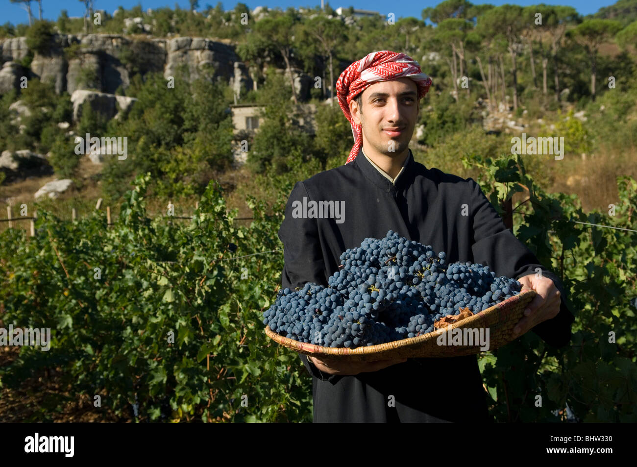 Nahen Ostens Landwirt arbeiten im Weinberg ein Korbwaren Tablett mit schwarzen Trauben Libanon Middle East Asia holding Stockfoto