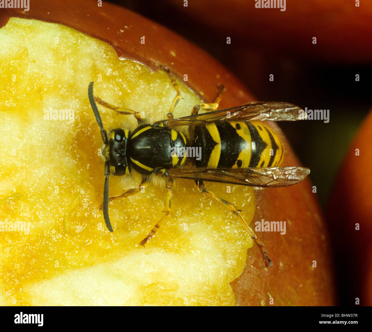 Wespe (Vespula Vulgaris) auf beschädigte Apfel Stockfoto