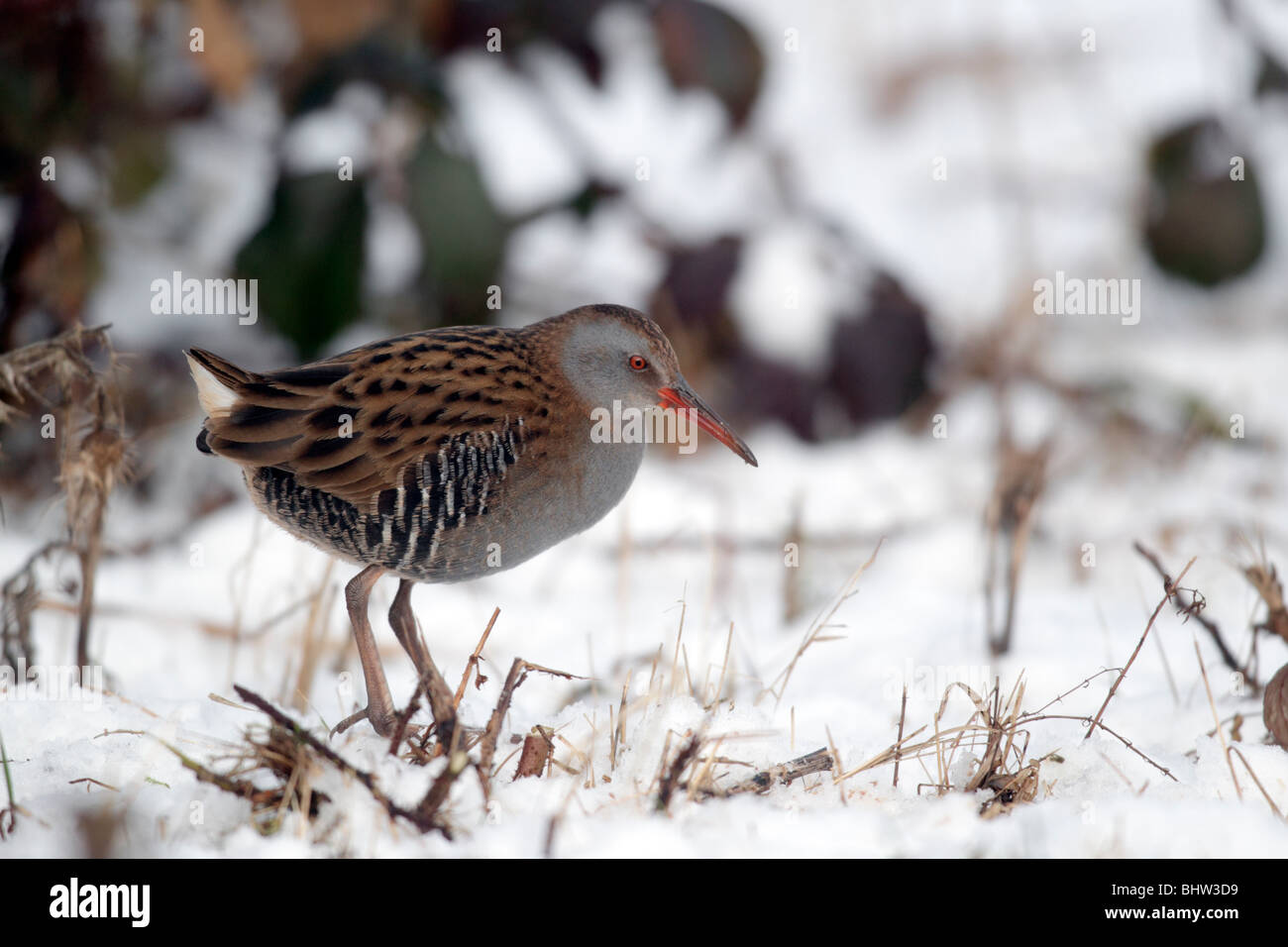 Wasser, Schiene, Rallus Aquaticus, einziger Vogel im Schnee, West Midlands, Februar 2010 Stockfoto