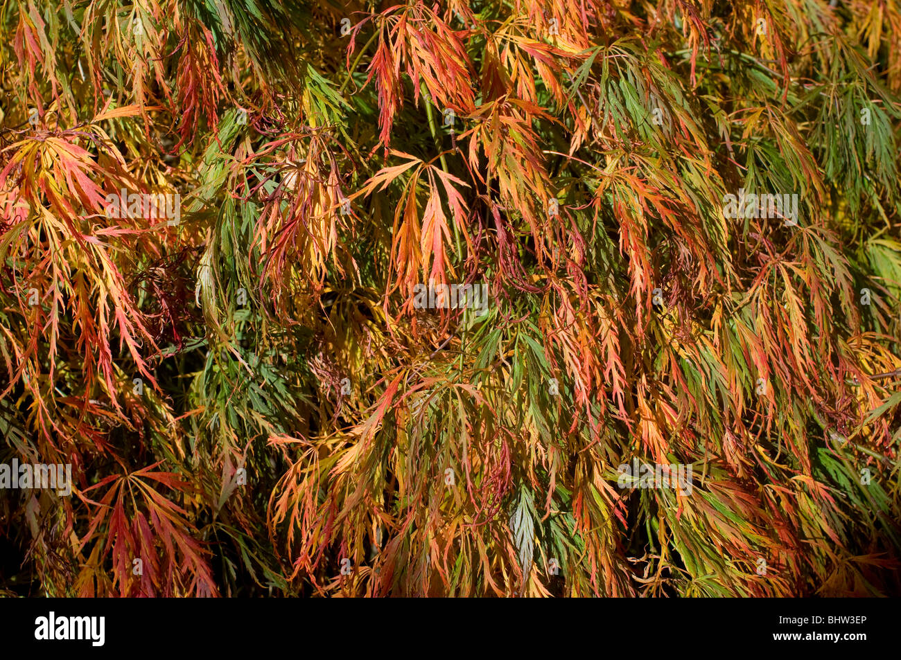 Acer Blätter - Johannes Gollop Stockfoto