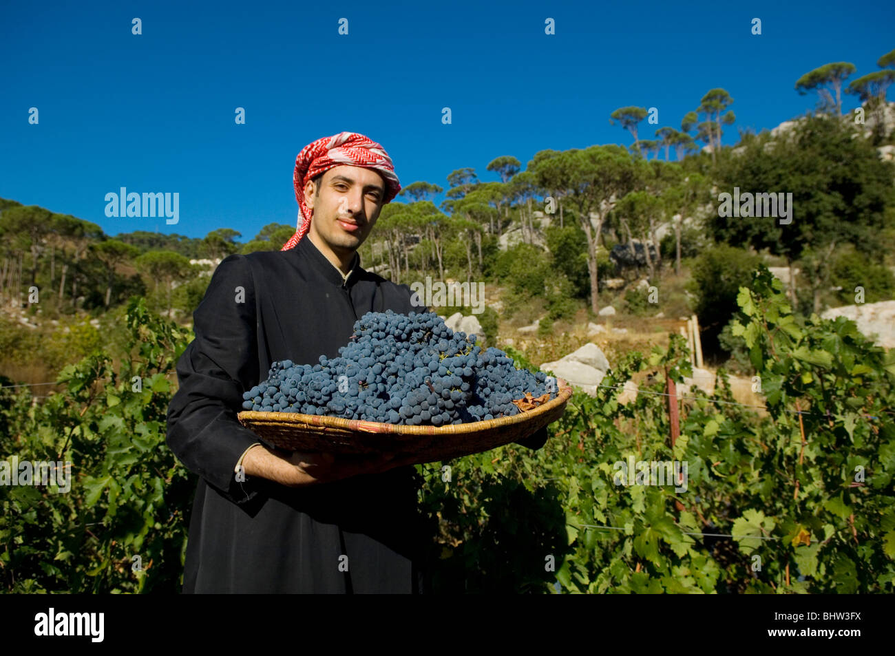 Nahen Ostens Landwirt arbeiten im Weinberg ein Korbwaren Tablett mit schwarzen Trauben Libanon Middle East Asia holding Stockfoto