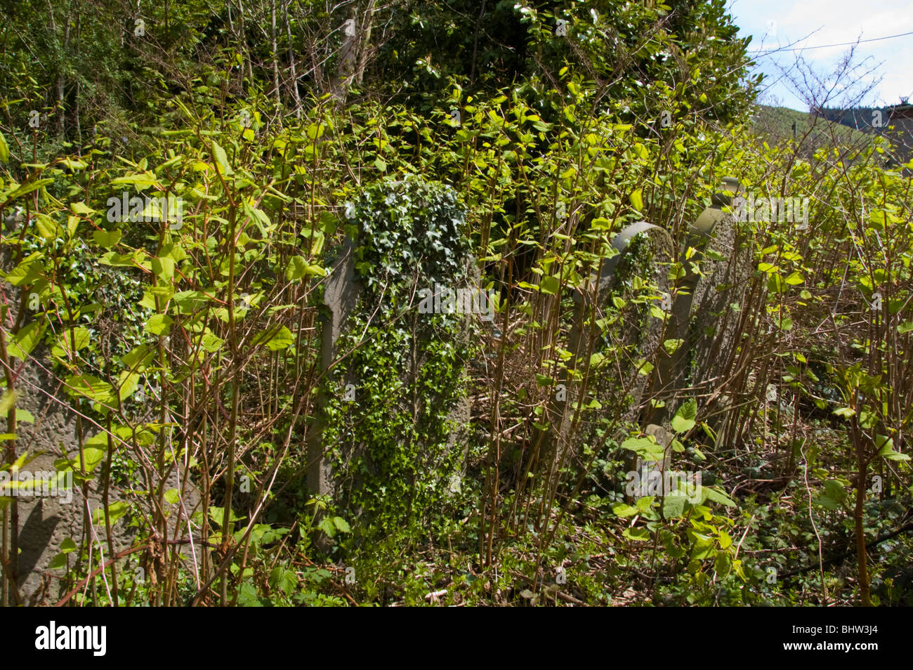 Verlassenen Friedhof, bewachsen mit japanischen Knöterich im ehemaligen Bergbau Dorf von Cwmcarn South Wales UK Stockfoto