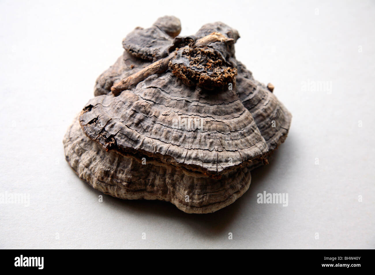 Einem alten knorrigen Ast Stockfoto