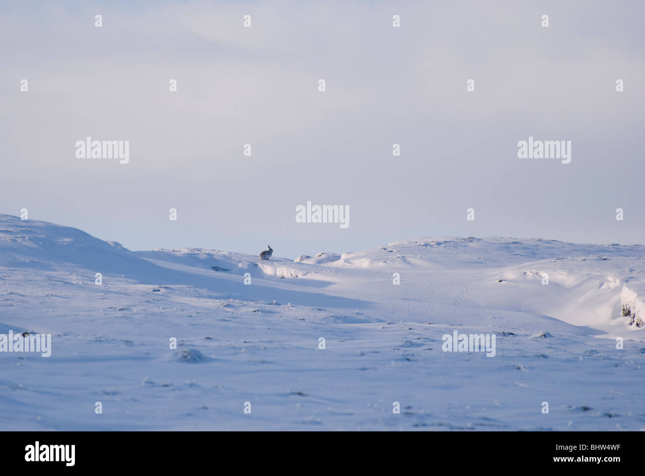 Berg Hase (Lepus Timidus) Peak District, Derbyshire, UK Stockfoto