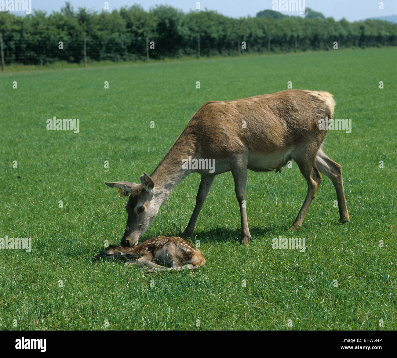 Red Deer Hind tendiert ihr neugeborenes Kalb auf der Wiese liegend Stockfoto