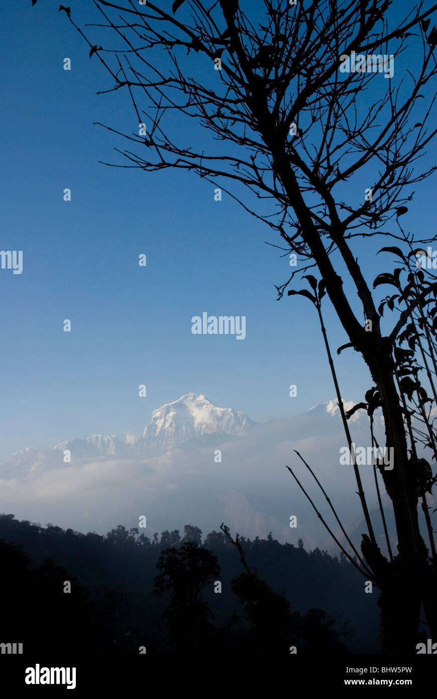 Blick auf den Dhaulagiri I von Ghorepani, Annapurna Circuit, Nepal. Stockfoto