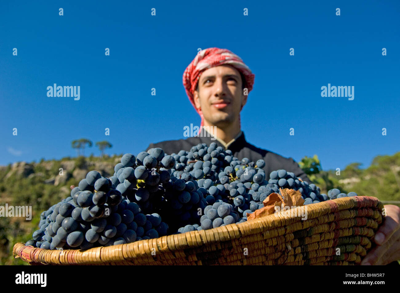 Nahen Ostens Landwirt arbeiten im Weinberg Kommissionierung schwarze Trauben Libanon Middle East Asia Stockfoto