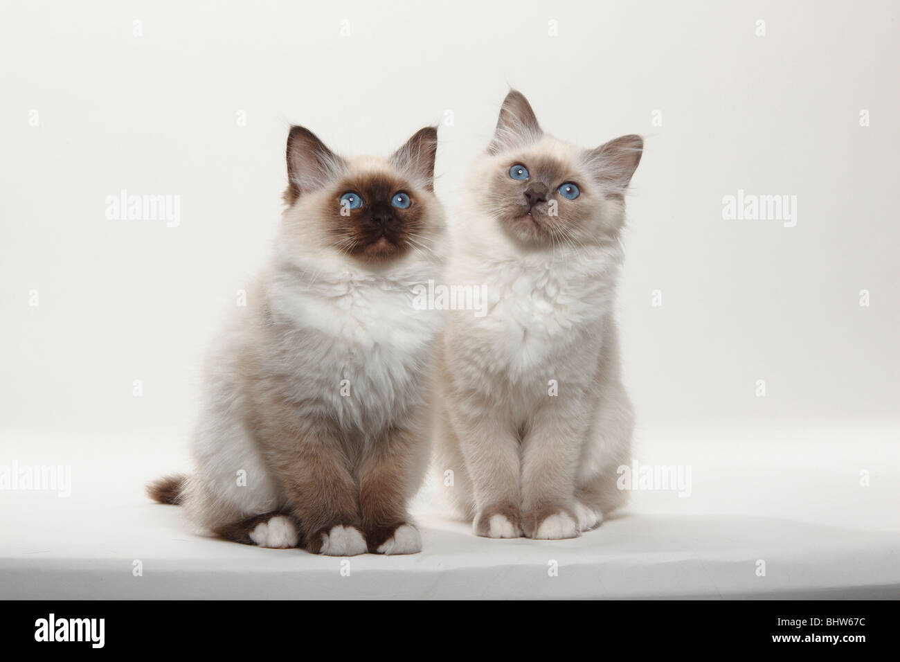 Heiligen Katze von Birma Kätzchen, 12 Wochen / Birma Stockfoto