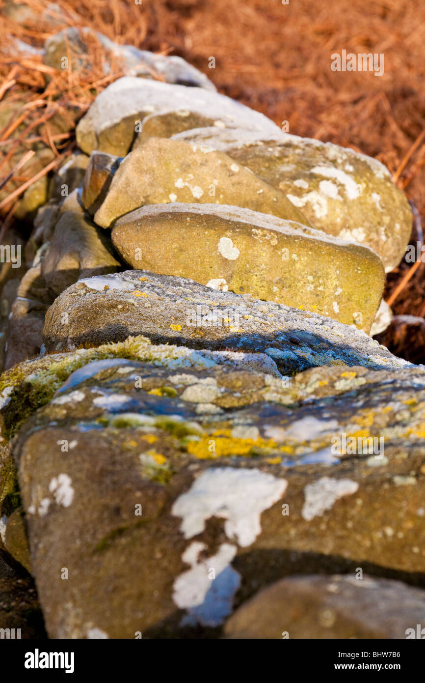 Moosbedeckten Steinmauer frostigen trocken Brimham North Yorkshire, England Stockfoto