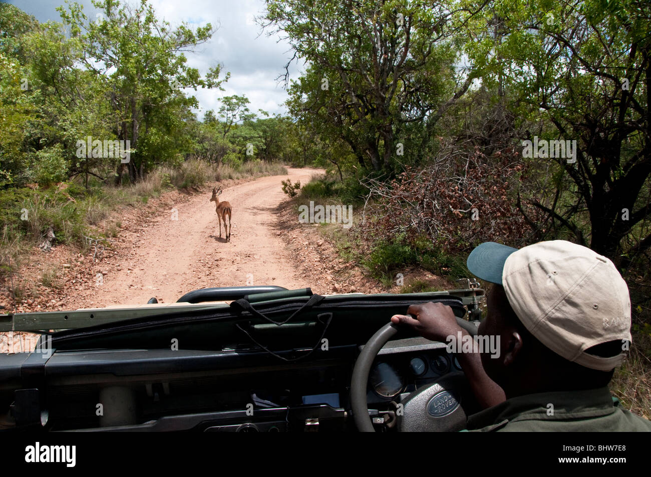 Game Drive/Safari mit Ranger Stockfoto