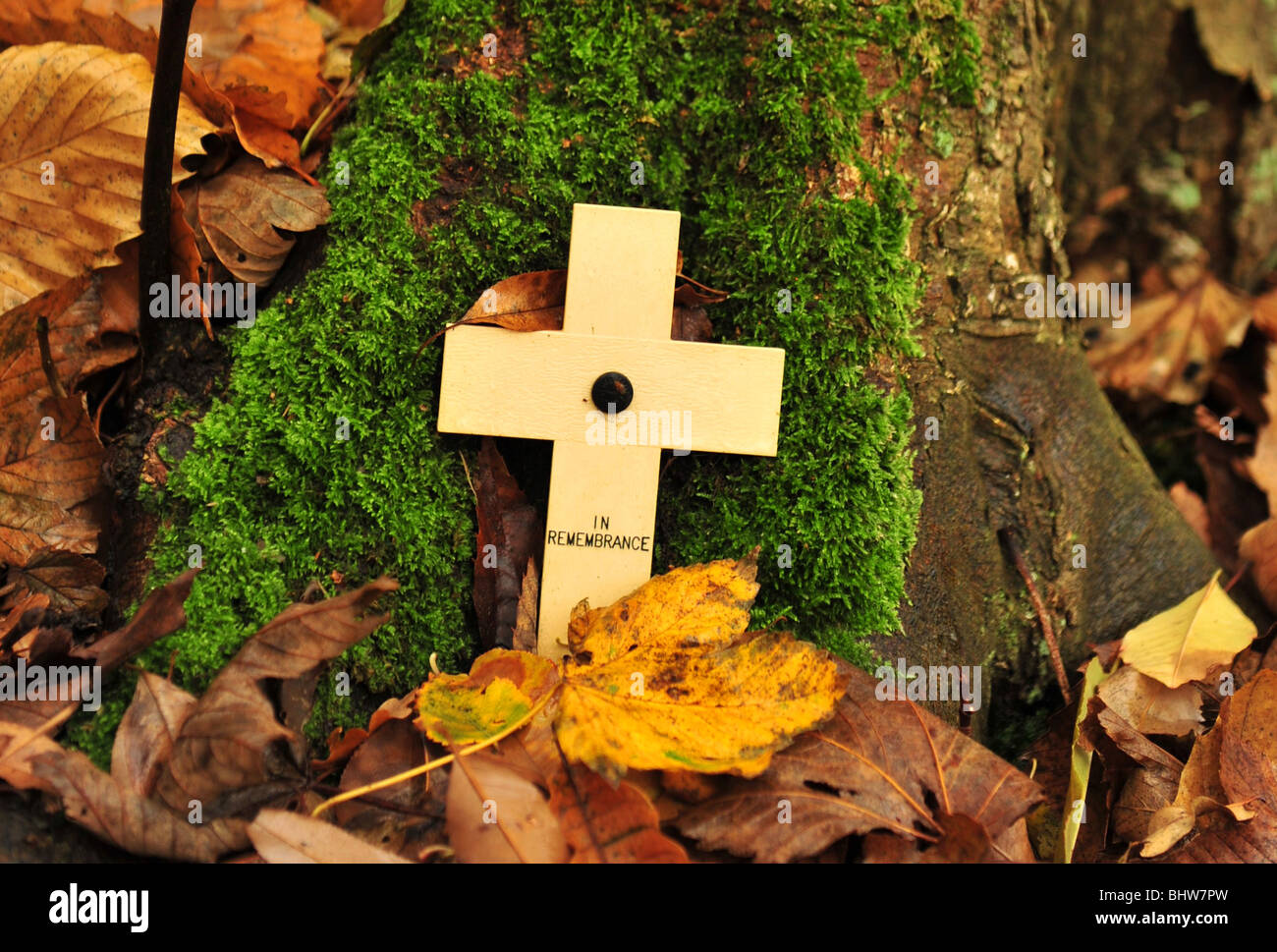 Ein "In Erinnerung" Kreuz platziert neben einem Baum auf einem Schlachtfeld des ersten Weltkrieges bei Ypern, Flandern, Belgien. Stockfoto