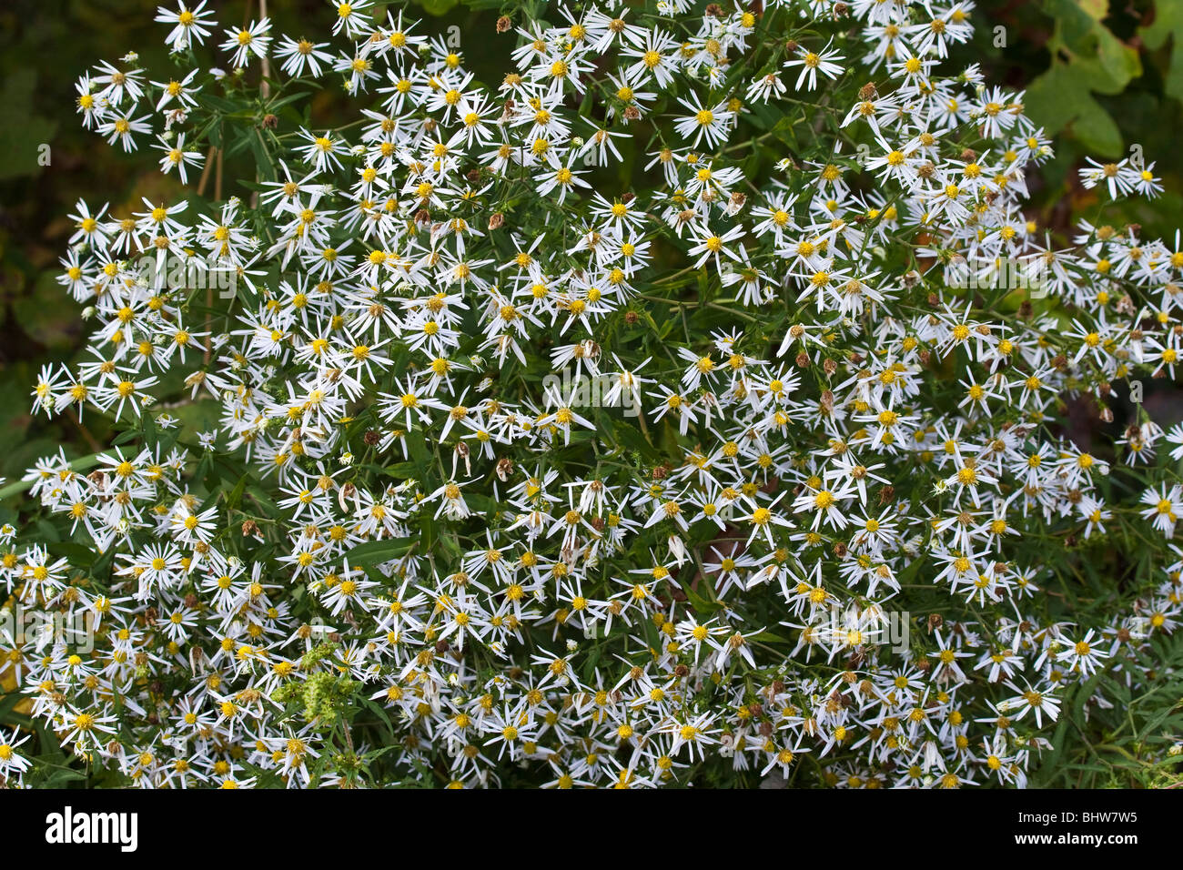 Blick auf weiße verpönte Aster Wildblumen auf Wiese breite Blumen Blumen niemand von oben voller Hintergrund Nordamerika Hi-res Stockfoto