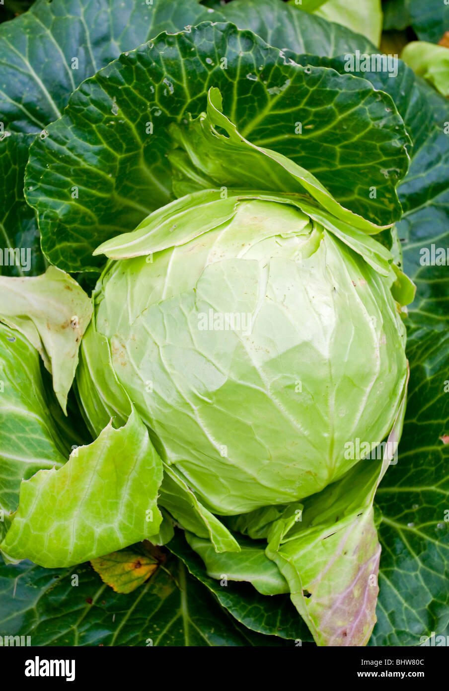 Kohl Pflanzen eine beliebte Sorte der Gattung Brassica Oleracea Capitata Gruppe Linne der Familie Brassicaceae oder Cruciferae Stockfoto