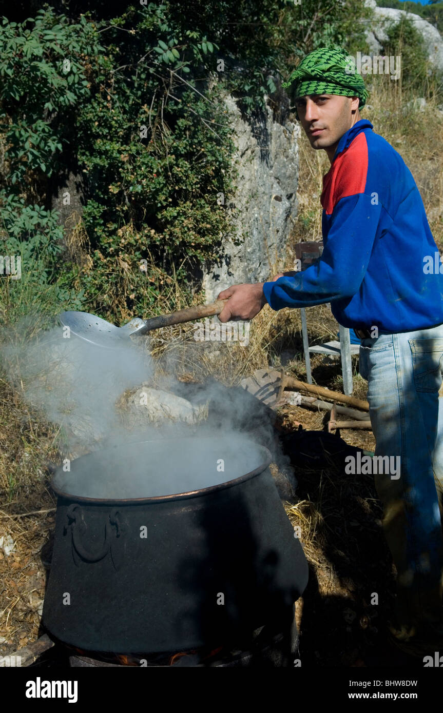 Mann, der Johannisbrotbaum Ceratoniasiliqua im Libanon Middle East Asia Stockfoto