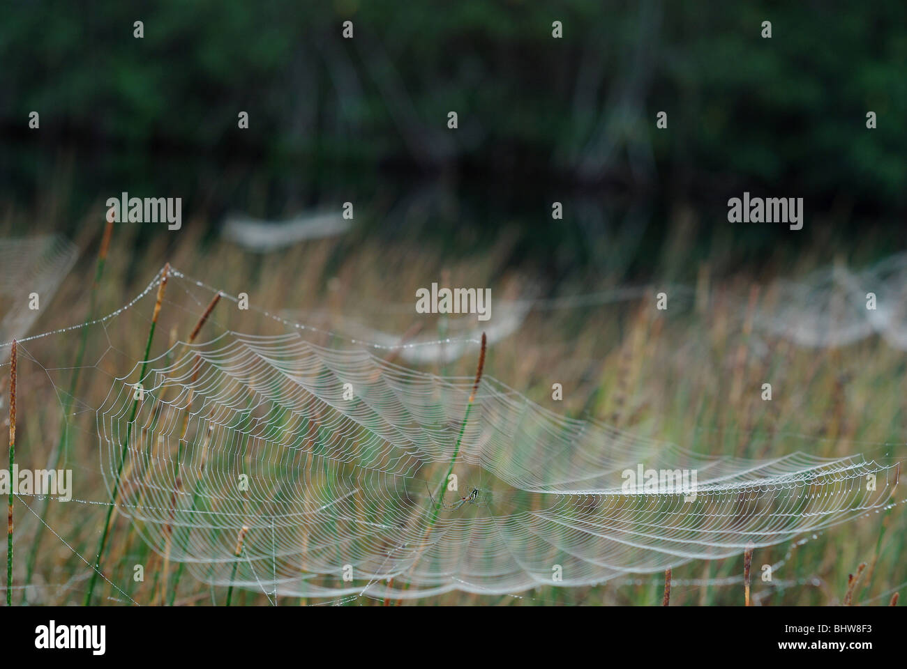 Spinne und Netz fotografiert an warmen Florida Morgen bei Matheson Hängematte Park in Miami Stockfoto