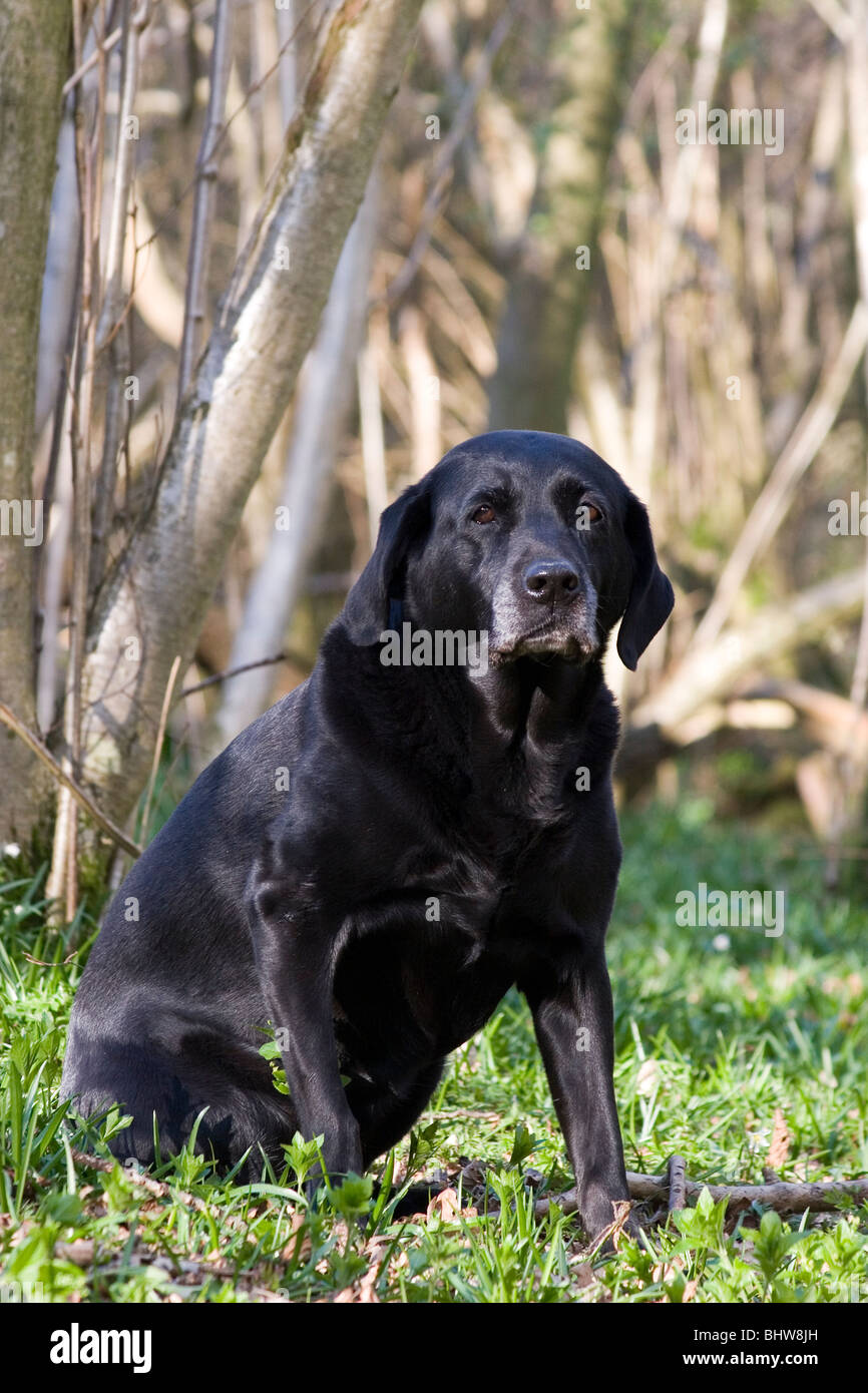 Porträt ältere schwarze Labrador sitzt im Winter Holz Stockfoto