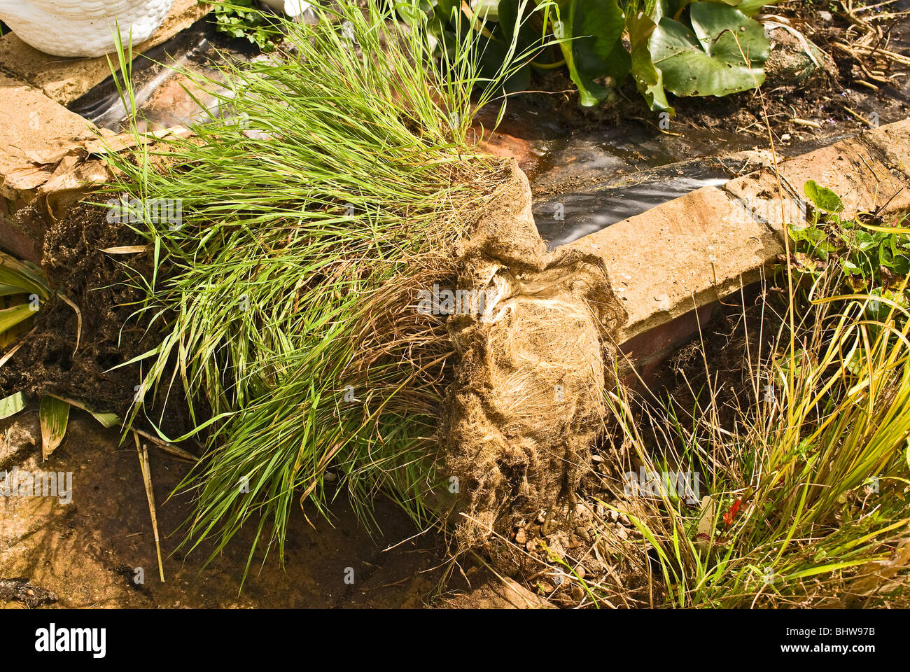 Concepto de enfermedad de las plantas Fotos und Bildmaterial in hoher