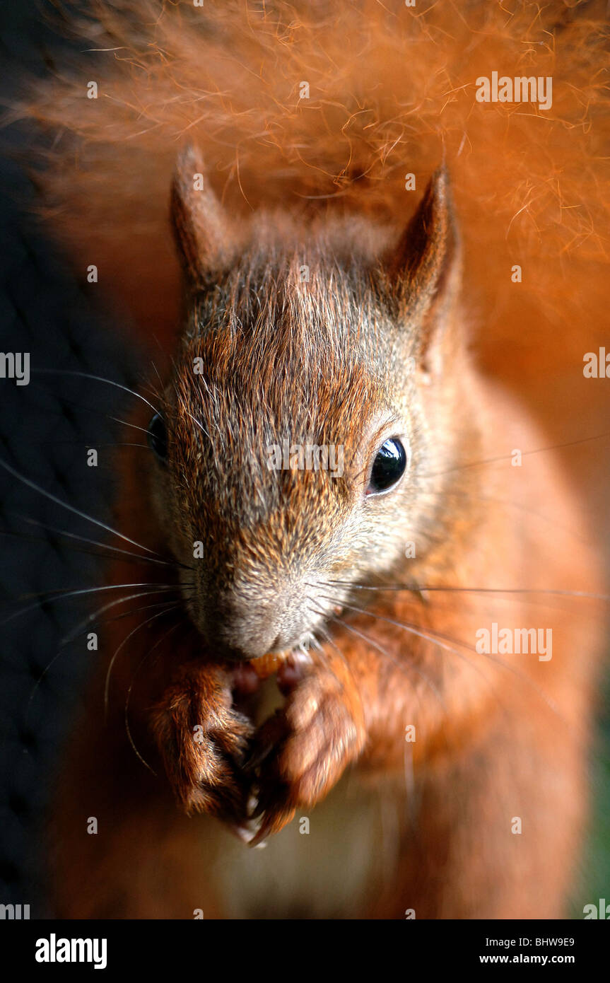 Ein Eichhörnchen Stockfoto