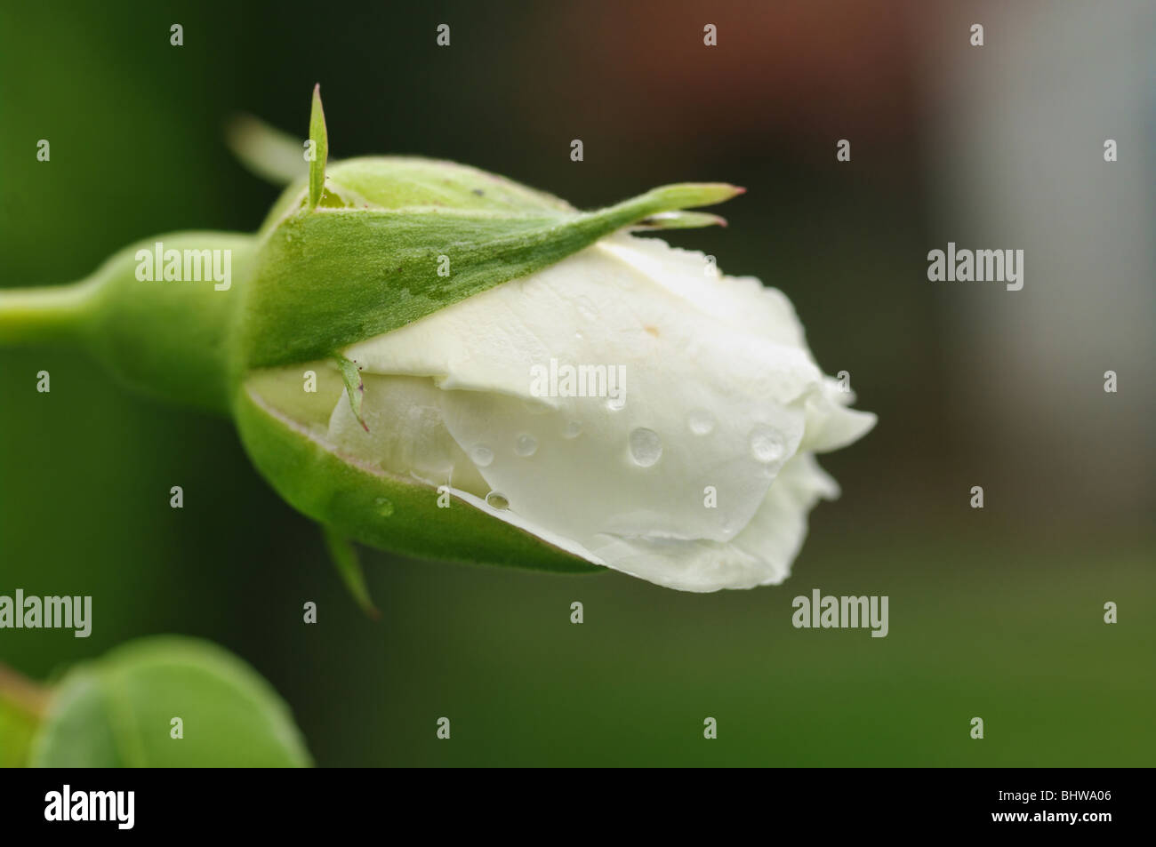 eine perfekte weiße Rosenknospe mit Tropfen Regen Stockfoto