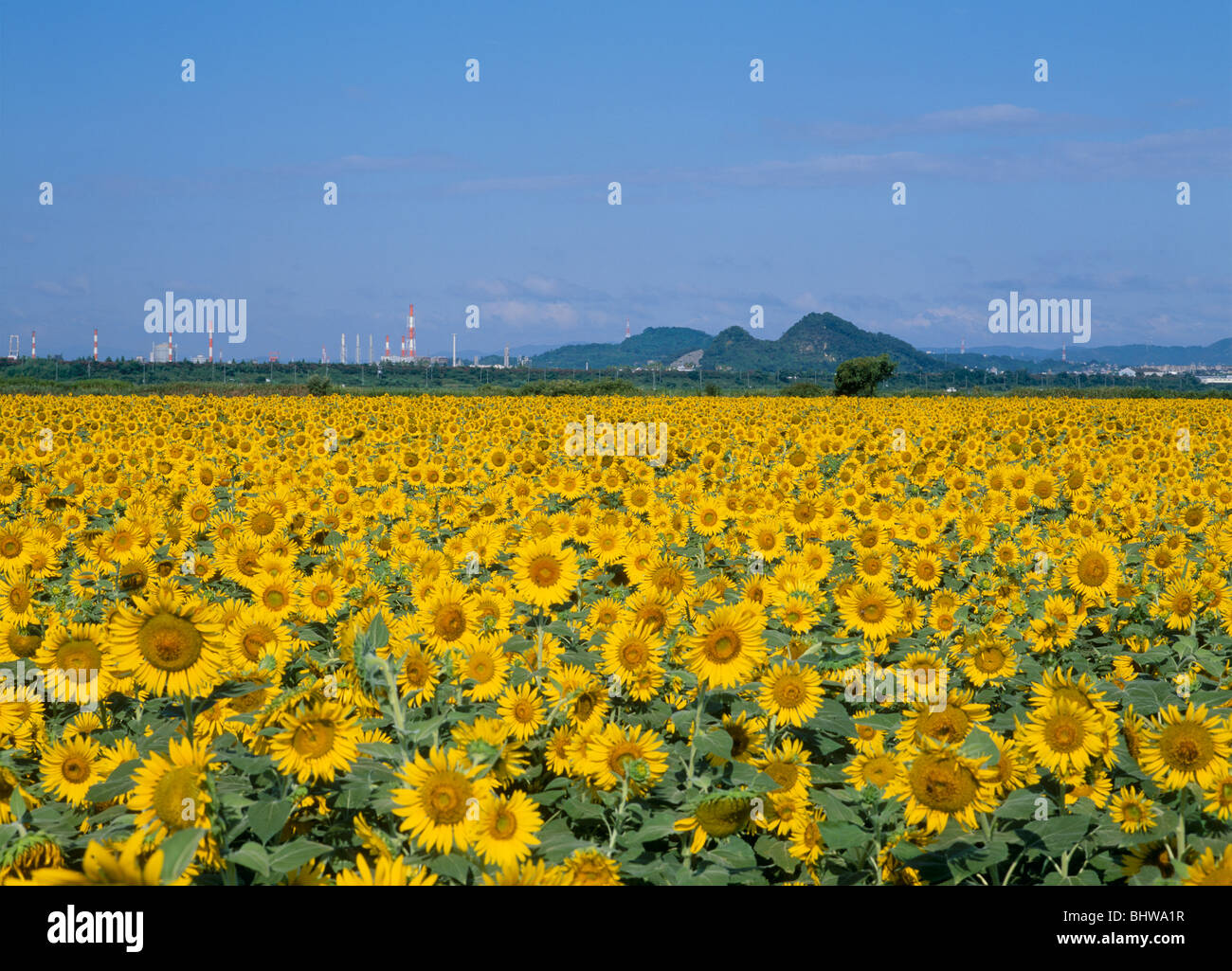 Sonnenblume in Kasaoka zurückgefordert Land, Kasaoka, Okayama, Japan Stockfoto