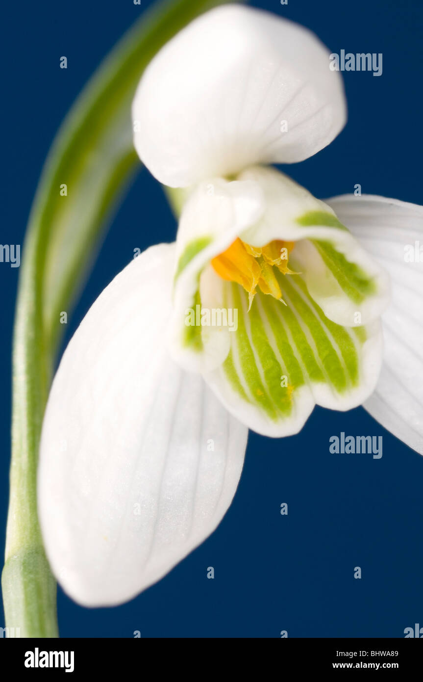 Ein einzelnes Snowdrop gegen einen blauen Frühlingshimmel Stockfoto