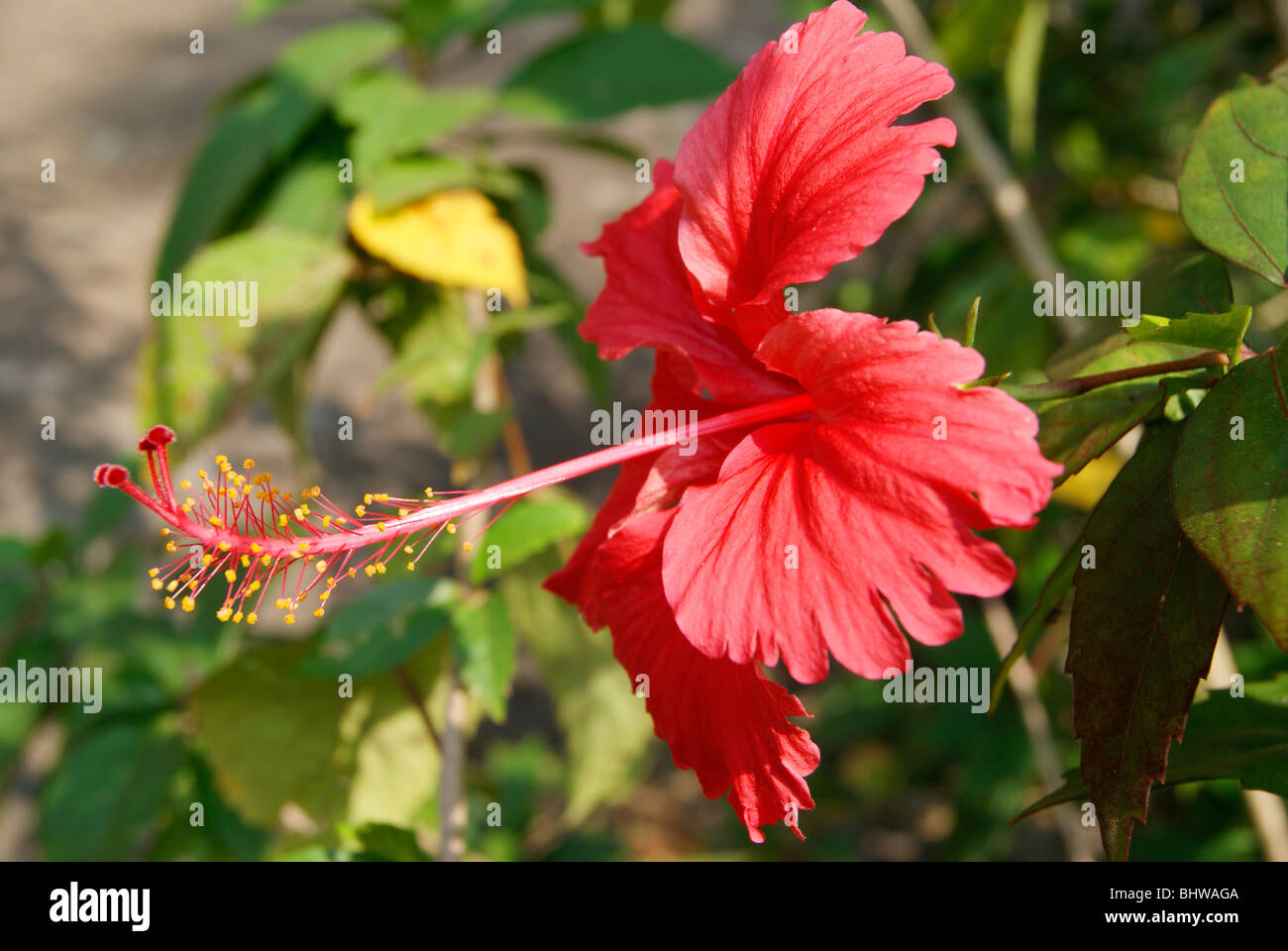 Süße und frische rote Schuh Blume (Hibiscus Rosa-Sinensis) Stockfoto