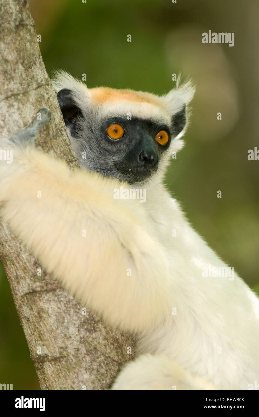 Tierwelt madagaskar Fotos und Bildmaterial in hoher Auflösung Alamy