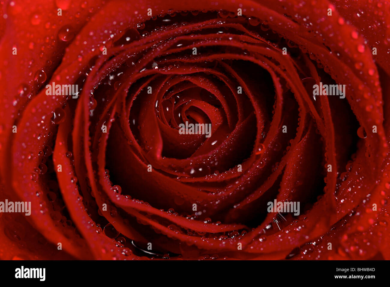 Nahaufnahme Makro Dew Wassertropfen auf eine rote Rose Blume Stockfoto