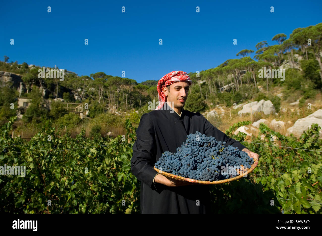 Nahen Ostens Landwirt arbeiten im Weinberg ein Korbwaren Tablett mit schwarzen Trauben Libanon Middle East Asia holding Stockfoto