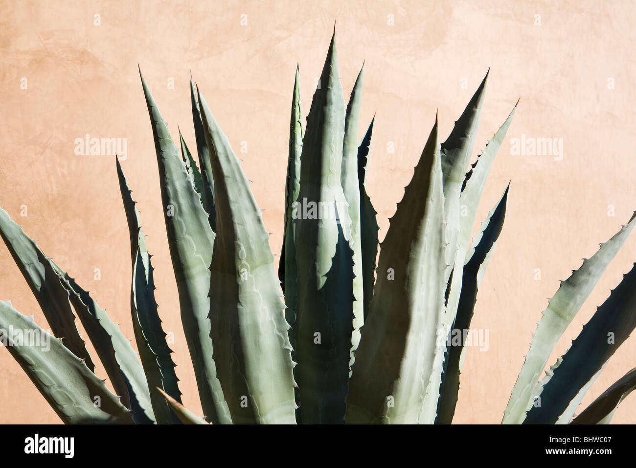 Eine Agave Pflanze gegen eine Adobe-Wand, Phoenix, Arizona, USA. Stockfoto
