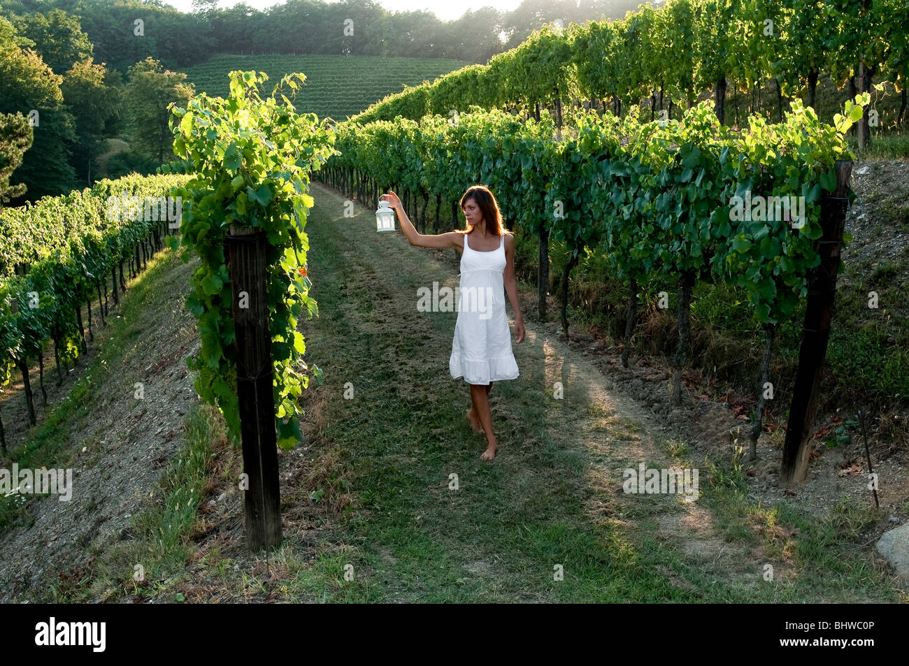 Junge Frau im Weinberg mit Laterne Stockfotografie Alamy