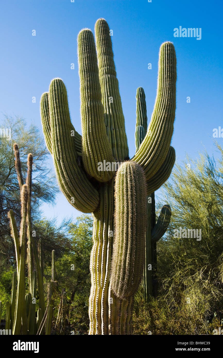 Eine große Saguaro Kaktus, Phoenix, Arizona, USA. Stockfoto