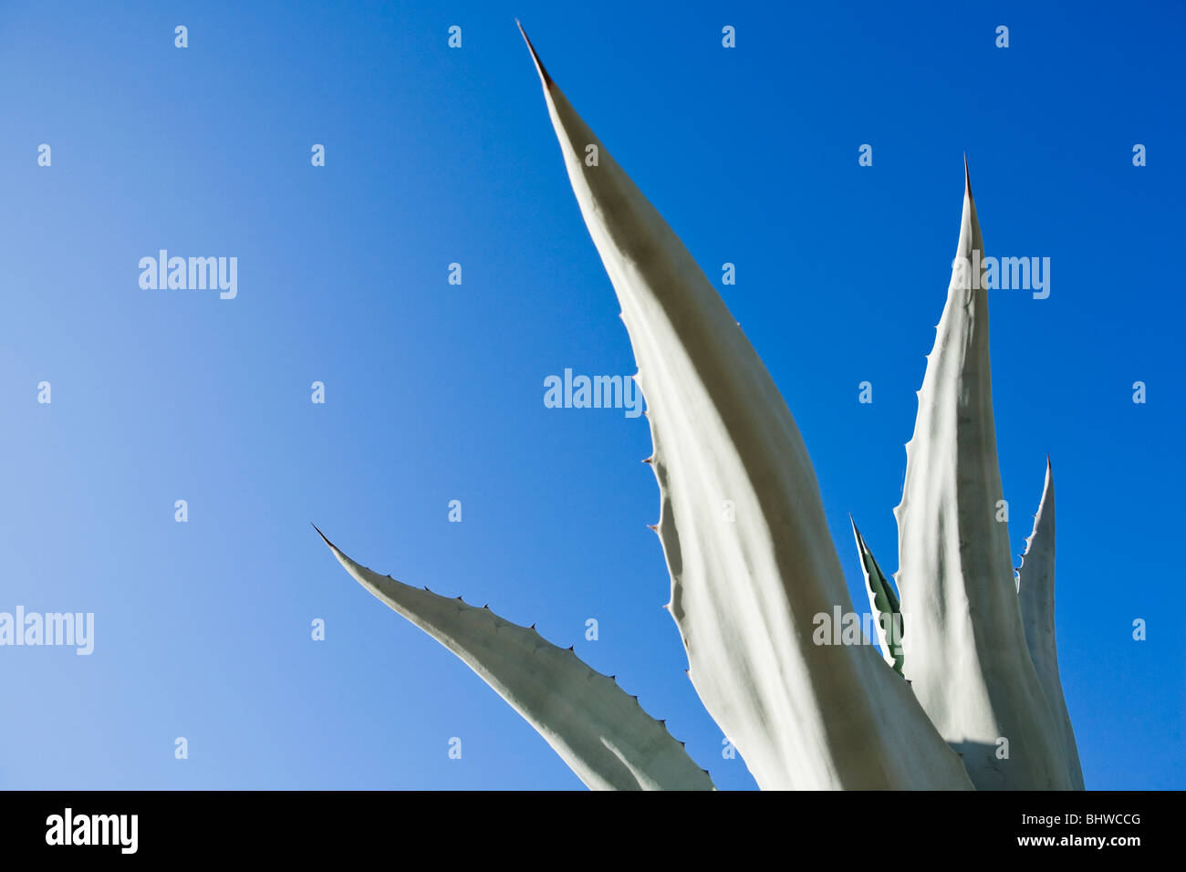 Eine Agave Pflanze und blauer Himmel. Stockfoto