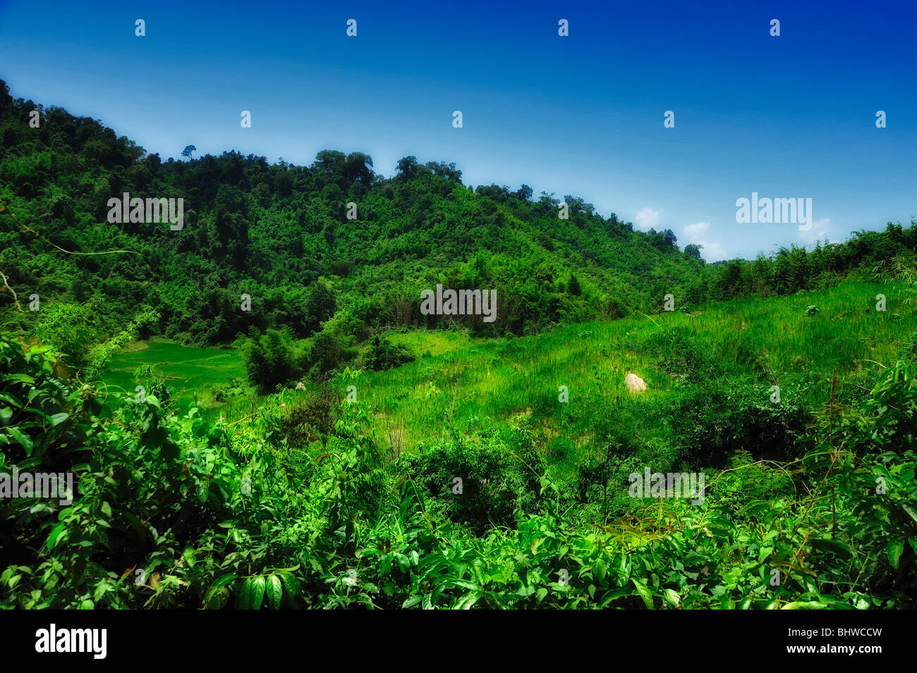 Reisfeld, Laos Stockfoto