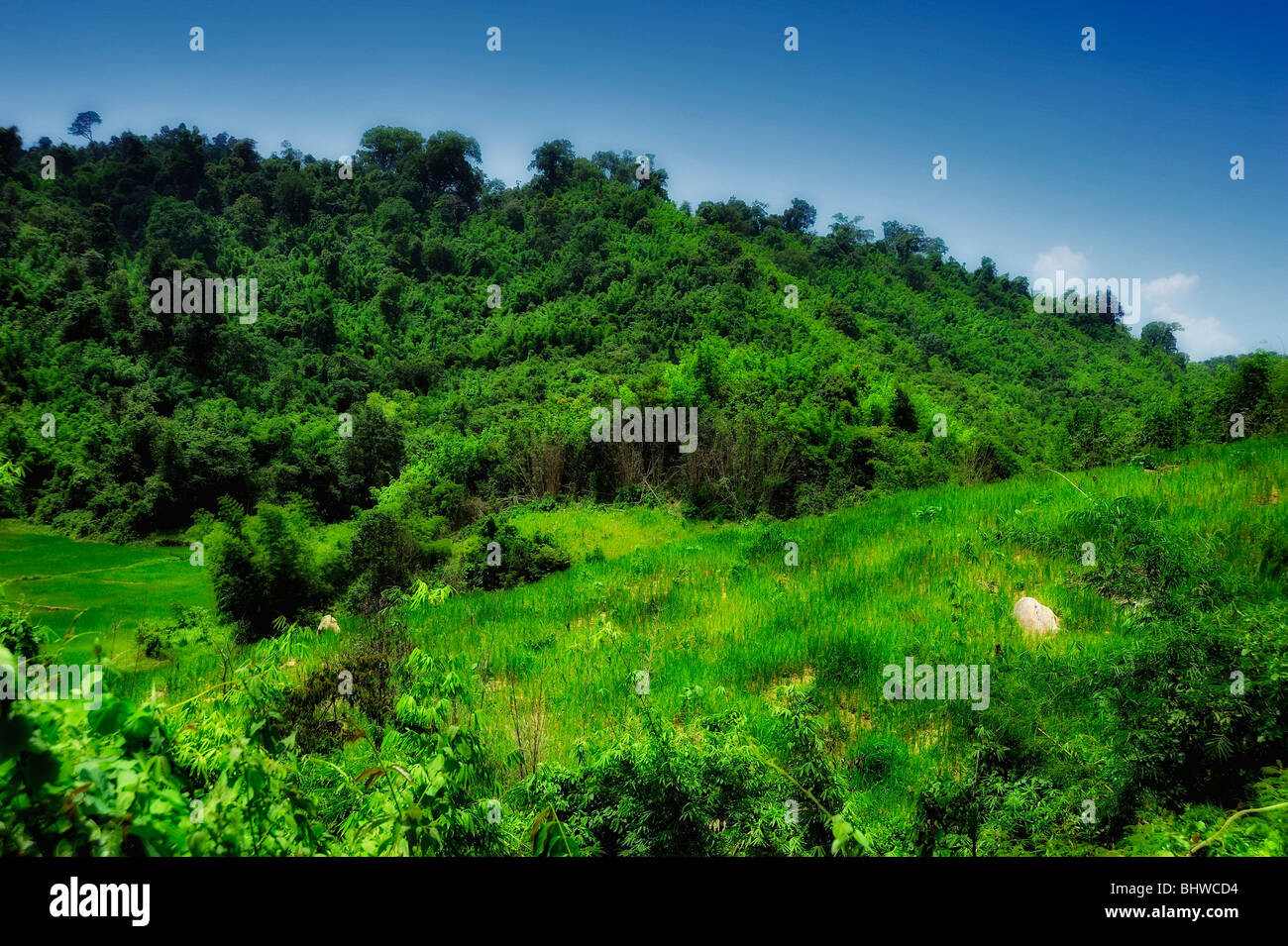 Reisfeld, Laos Stockfoto