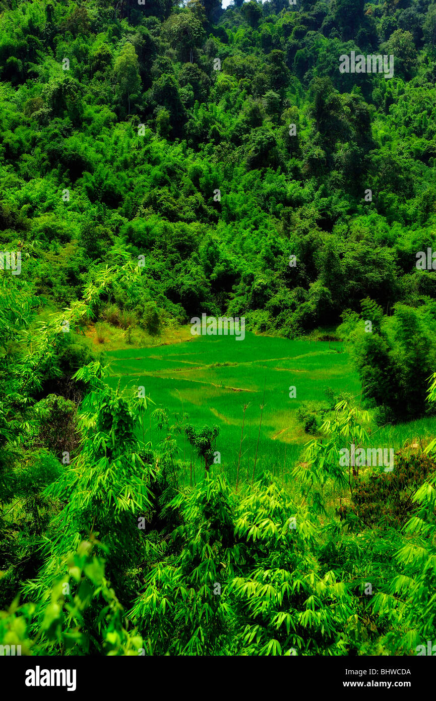 Reisfeld, Laos Stockfoto