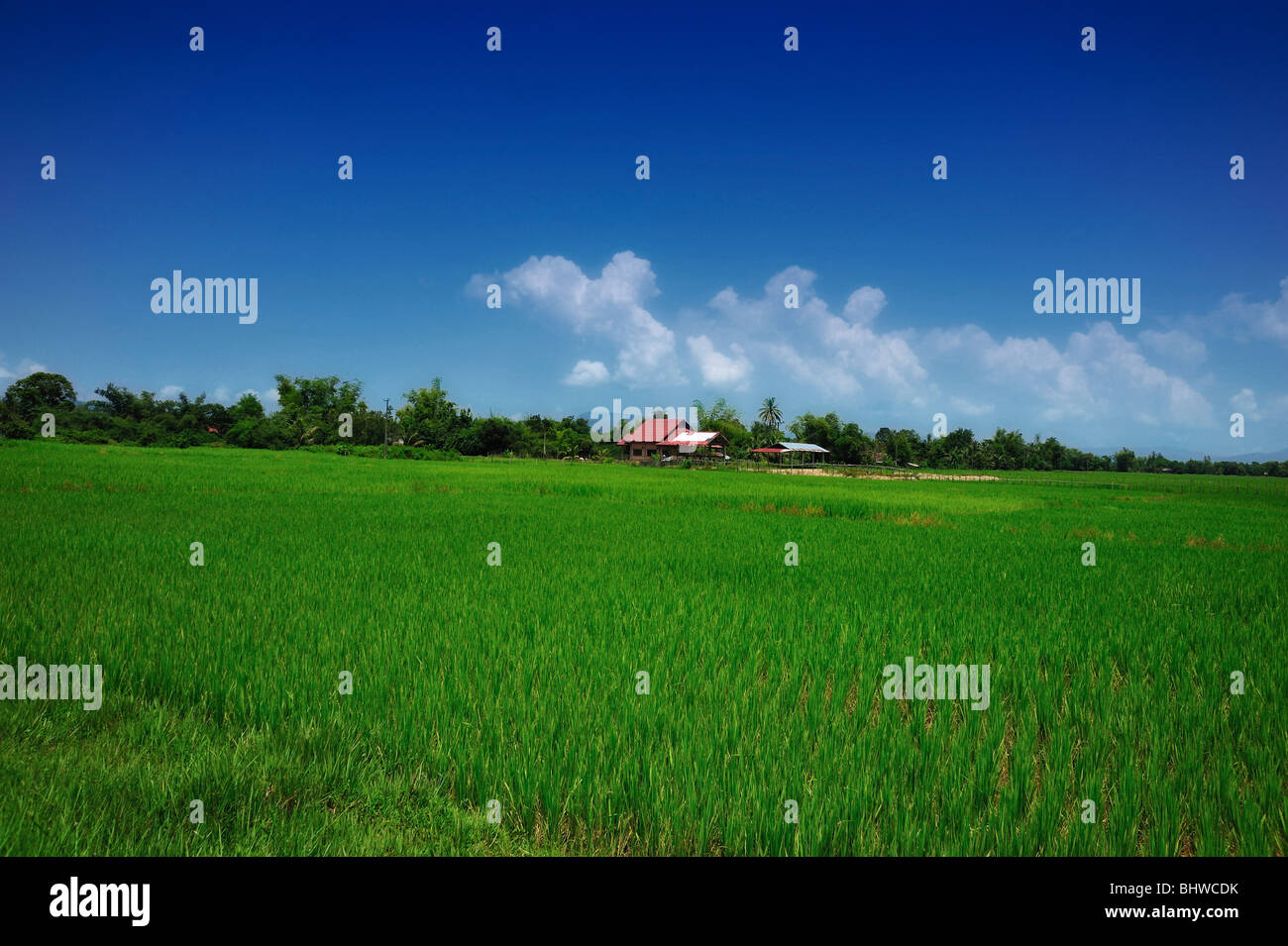 Reisfeld, Laos Stockfoto