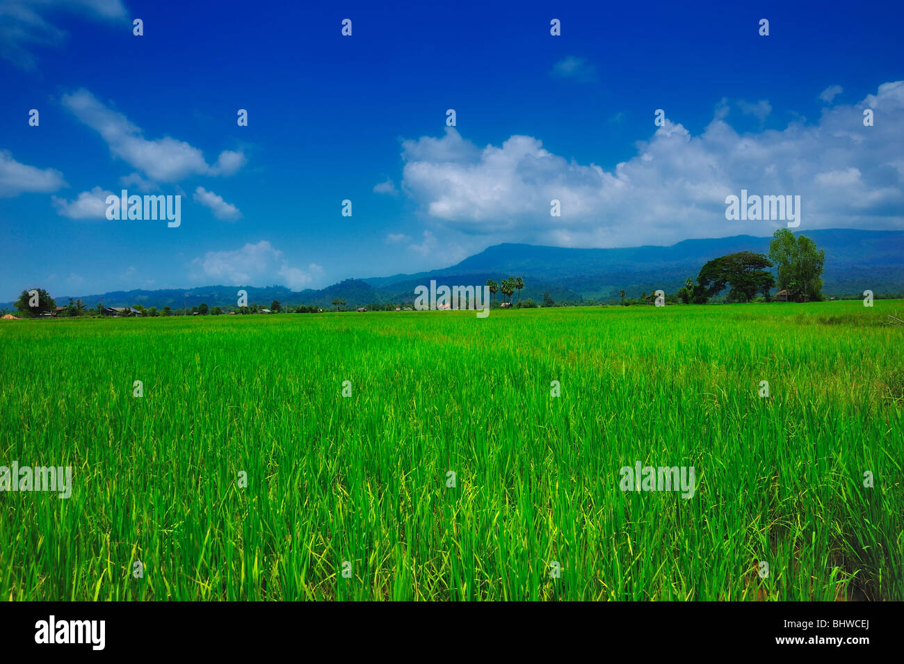 Reisfeld, Laos Stockfoto