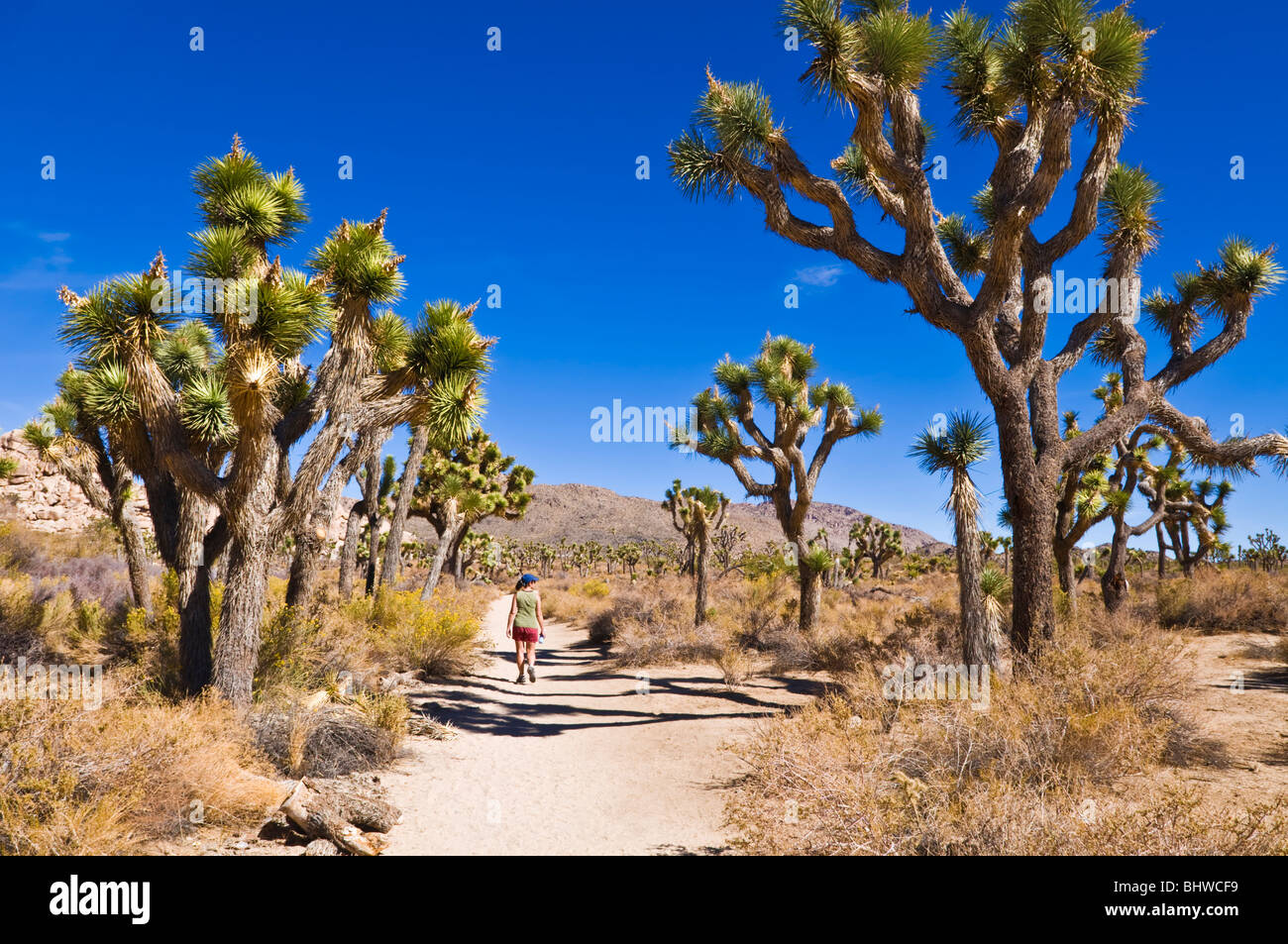 Wanderer auf dem Weg zur Wall Street Pochwerk, Joshua Tree Nationalpark, Kalifornien Stockfoto